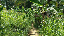 Load image into Gallery viewer, 1.6 ha with coconut trees &amp; corn for sale at Aloguinsan Cebu