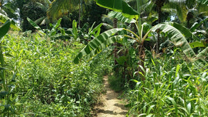 1.6 ha with coconut trees & corn for sale at Aloguinsan Cebu