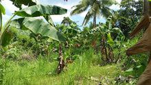 Load image into Gallery viewer, 1.6 ha with coconut trees &amp; corn for sale at Aloguinsan Cebu