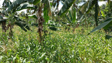 Load image into Gallery viewer, 1.6 ha with coconut trees &amp; corn for sale at Aloguinsan Cebu