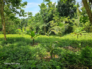 Lot for sale 7,500 sqm at Trinidad Bohol