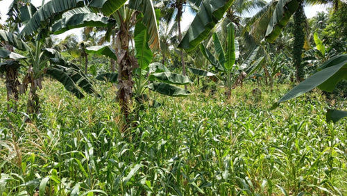 1.6 ha with coconut trees & corn for sale at Aloguinsan Cebu