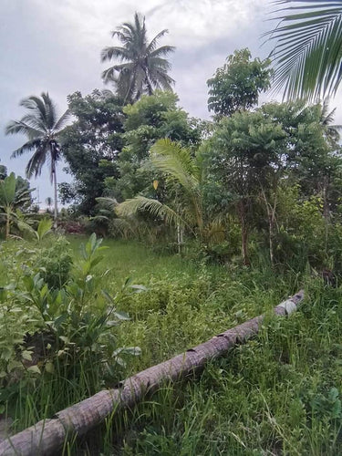 2,612 sqm clean title with fruit trees at Aloguinsan Cebu