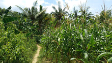 Load image into Gallery viewer, 1.6 ha with coconut trees &amp; corn for sale at Aloguinsan Cebu