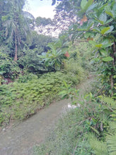 Load image into Gallery viewer, 2,612 sqm clean title with fruit trees at Aloguinsan Cebu