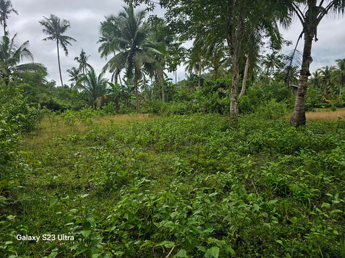 Lot for sale 57,000 sqm near highway and Tagbilaran City at Balilihan Bohol