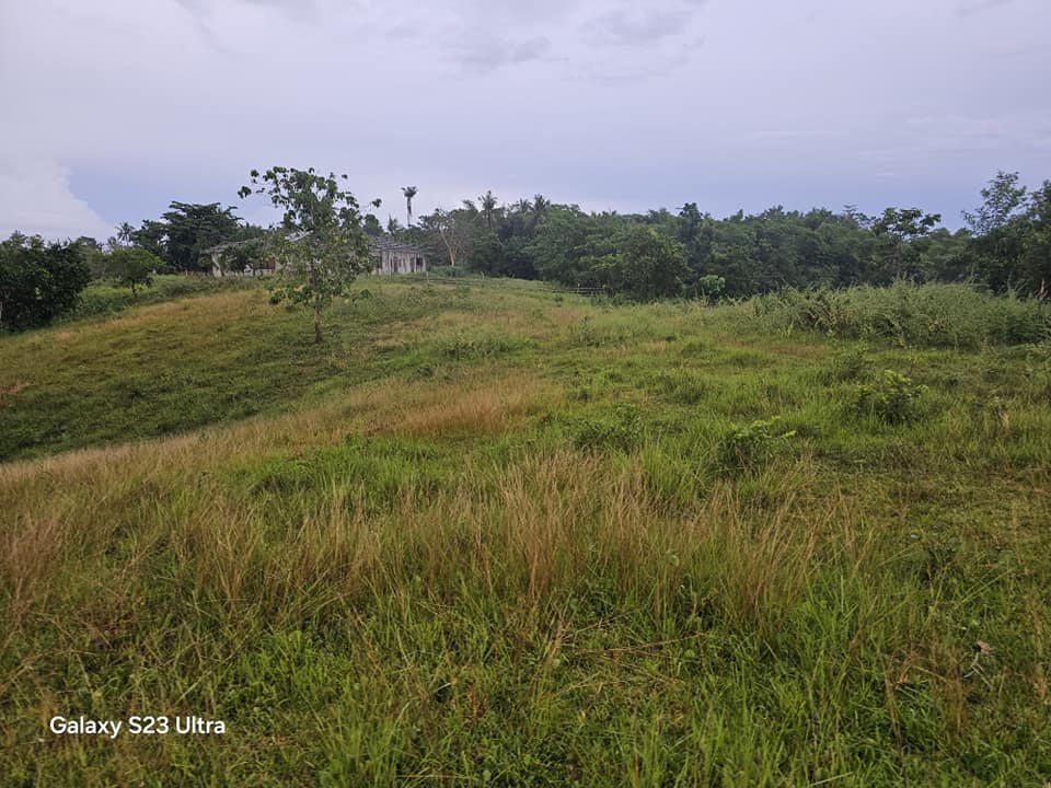 Almost 9 has lot for sale w/ unfinish house & ricefield at Trinidad Bohol