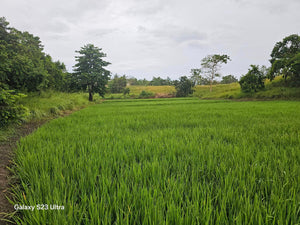 Almost 9 has lot for sale w/ unfinish house & ricefield at Trinidad Bohol