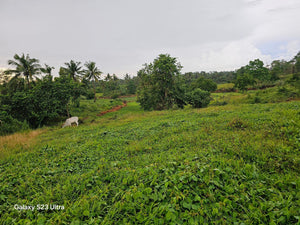 Almost 9 has lot for sale w/ unfinish house & ricefield at Trinidad Bohol