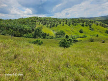 Load image into Gallery viewer, 14 Has rolling terrain at Talibon Bohol 60/sqm