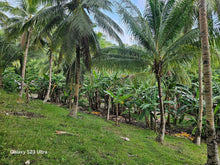 Load image into Gallery viewer, 4,408 sqm lot for sale with coconut trees at Anda Bohol