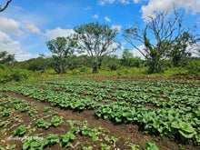 Load image into Gallery viewer, 3 has with 3bedroom house at Carmen Bohol