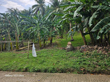 Load image into Gallery viewer, 4,408 sqm lot for sale with coconut trees at Anda Bohol