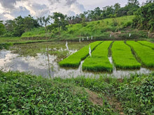 Load image into Gallery viewer, 4.1 has for sale river front at Ubay Bohol Philippines