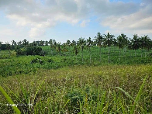 2 hectares title at Bogo City Cebu Philippines