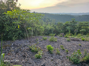 3 hectares overlooking Seaview lot for sale 50 pesos per sqm