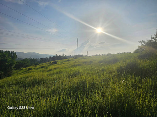 11 hectares titled property at Carcar City Cebu 1,000/sqm