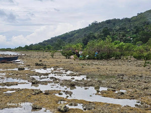 Bohol lot for sale 450 sqm along highway and walking distance from beaches, Maribojoc Bohol