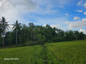 Bohol Lot for sale 17.5 hectares titled property along highway Catigbian Bohol Philippines 200/sqm