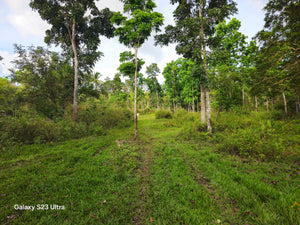 Bohol Lot for sale 17.5 hectares titled property along highway Catigbian Bohol Philippines 200/sqm