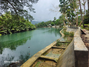 Bohol lot for sale 2,000 sqm expandable up to 4,800 sqm along Loboc River 1,500/sqm