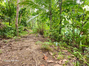 Bohol lot for sale 16,000 sqm along Loboc river cruise Loboc Bohol Philippines 1,000/sqm