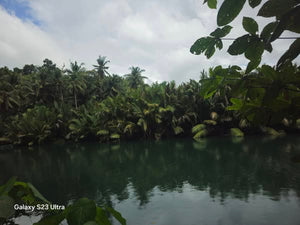 Bohol lot for sale 2,000 sqm expandable up to 4,800 sqm along Loboc River 1,500/sqm