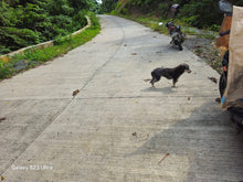 Load image into Gallery viewer, Bohol lot for sale 16,000 sqm along Loboc river cruise Loboc Bohol Philippines 1,000/sqm