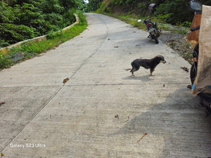 Bohol lot for sale 16,000 sqm along Loboc river cruise Loboc Bohol Philippines 1,000/sqm