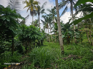 🌾 Farm Lot for Sale – Aloguinsan, Cebu (Affordable, Near River!)
