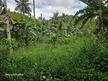 Load image into Gallery viewer, 🌾 Farm Lot for Sale – Aloguinsan, Cebu (Affordable, Near River!)