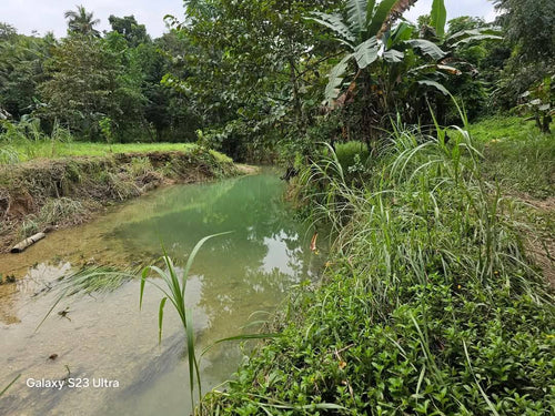 🌾 Farm Lot for Sale – Aloguinsan, Cebu (Affordable, Near River!)