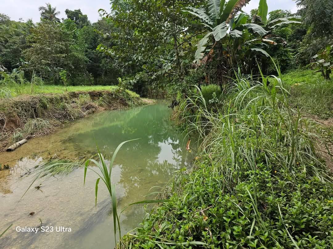🌾 Farm Lot for Sale – Aloguinsan, Cebu (Affordable, Near River!)