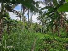 Load image into Gallery viewer, 🌾 Farm Lot for Sale – Aloguinsan, Cebu (Affordable, Near River!)