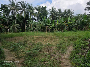 🌾 Farm Lot for Sale – Aloguinsan, Cebu (Affordable, Near River!)
