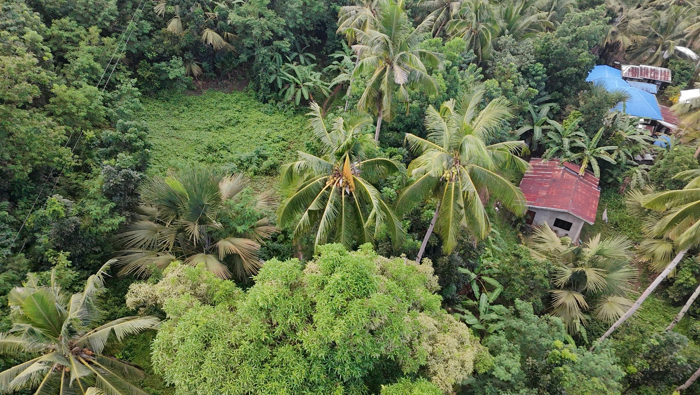 Bohol lot for sale 5,370 sqm Tubigon Bohol 500/sqm negotiable