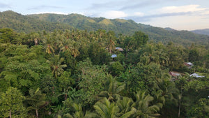 Bohol lot for sale 5,370 sqm Tubigon Bohol 500/sqm negotiable