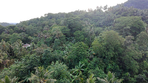 Bohol lot for sale 5,370 sqm Tubigon Bohol 500/sqm negotiable