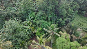 Bohol lot for sale 5,370 sqm Tubigon Bohol 500/sqm negotiable