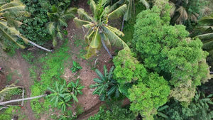 Bohol lot for sale 5,370 sqm Tubigon Bohol 500/sqm negotiable