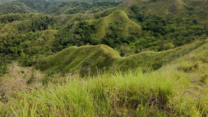 Bohol lot for sale 7.9 hectares clean title Inabanga Bohol 75/sqm