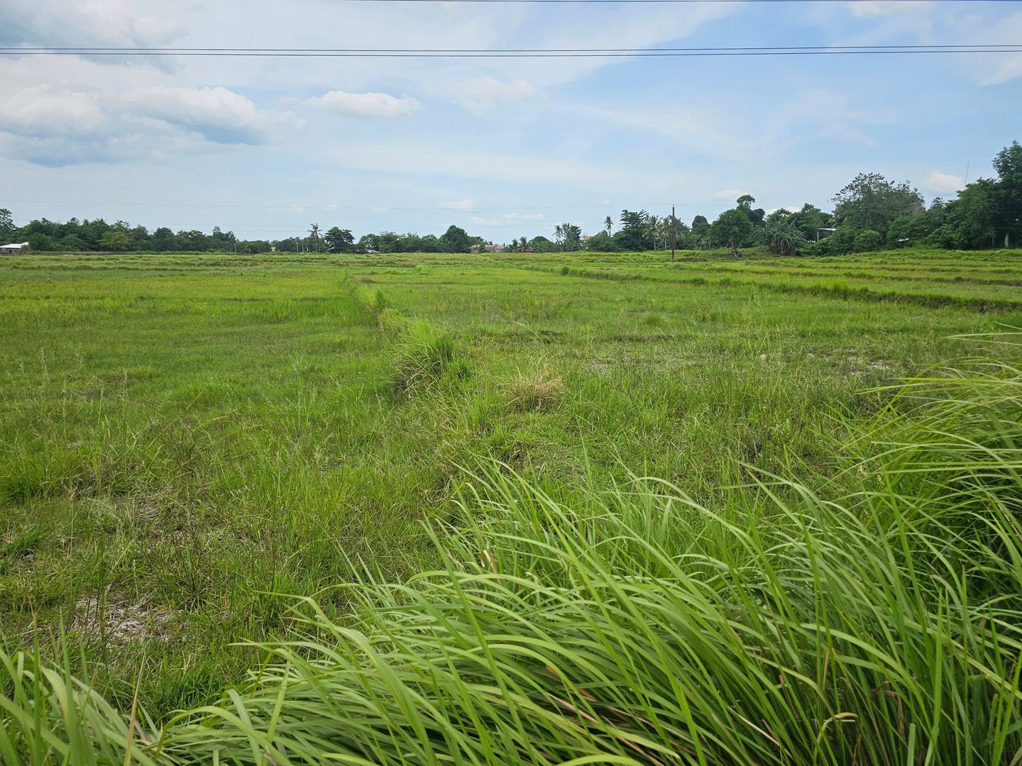 Bohol lot for sale 6,920 sqm clean title Talibon Bohol 250/sqm