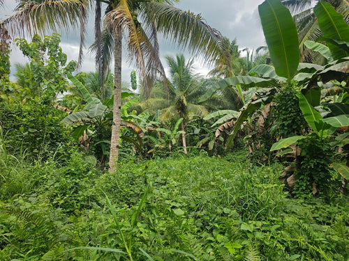 Bohol lot for sale 40,000 sqm with 200 plus coconut and banana trees Carmen Bohol 100/sqm negotiable