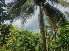 Load image into Gallery viewer, Bohol lot for sale 40,000 sqm with 200 plus coconut and banana trees Carmen Bohol 100/sqm negotiable