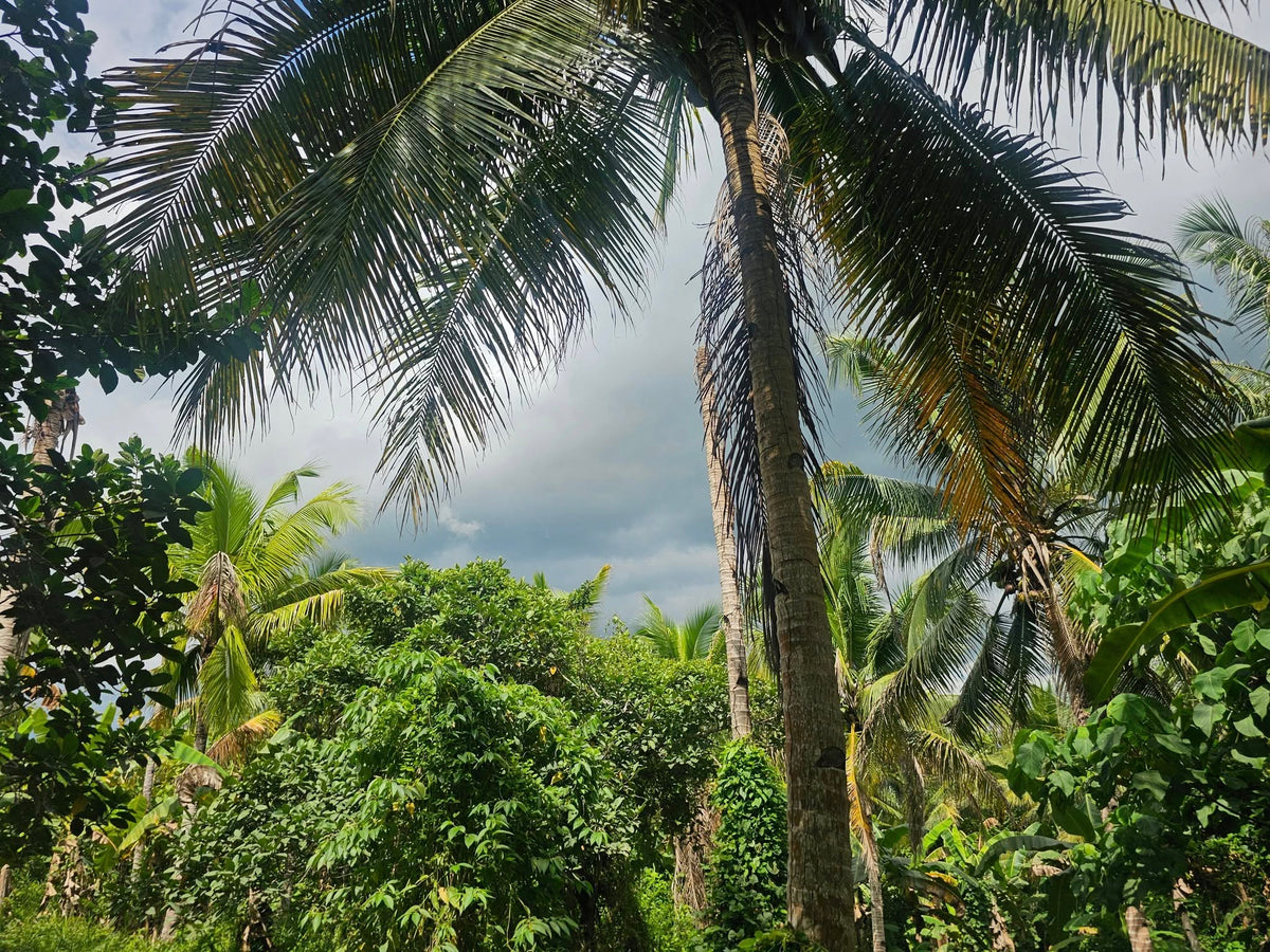Lot for sale 40,000 sqm with 200 plus coconut and banana trees Carmen Bohol