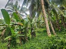 Load image into Gallery viewer, Bohol lot for sale 40,000 sqm with 200 plus coconut and banana trees Carmen Bohol 100/sqm negotiable