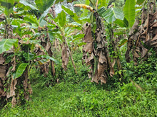 Load image into Gallery viewer, 🌄 Lot for Sale 5,000 sqm  – Sirao, Cebu City, Philippines