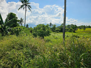 Bohol lot for sale 11,000 sqm near Highway, school and airport Ubay Bohol
