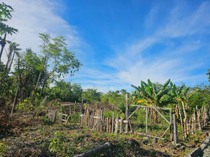 Lot for Sale – Poblacion, Anda, Bohol (Second Lot from the Beach – Ideal for Residential Use)