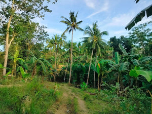 📍 Lot for Sale – Aloguinsan, Cebu (Second Lot from Provincial Road)